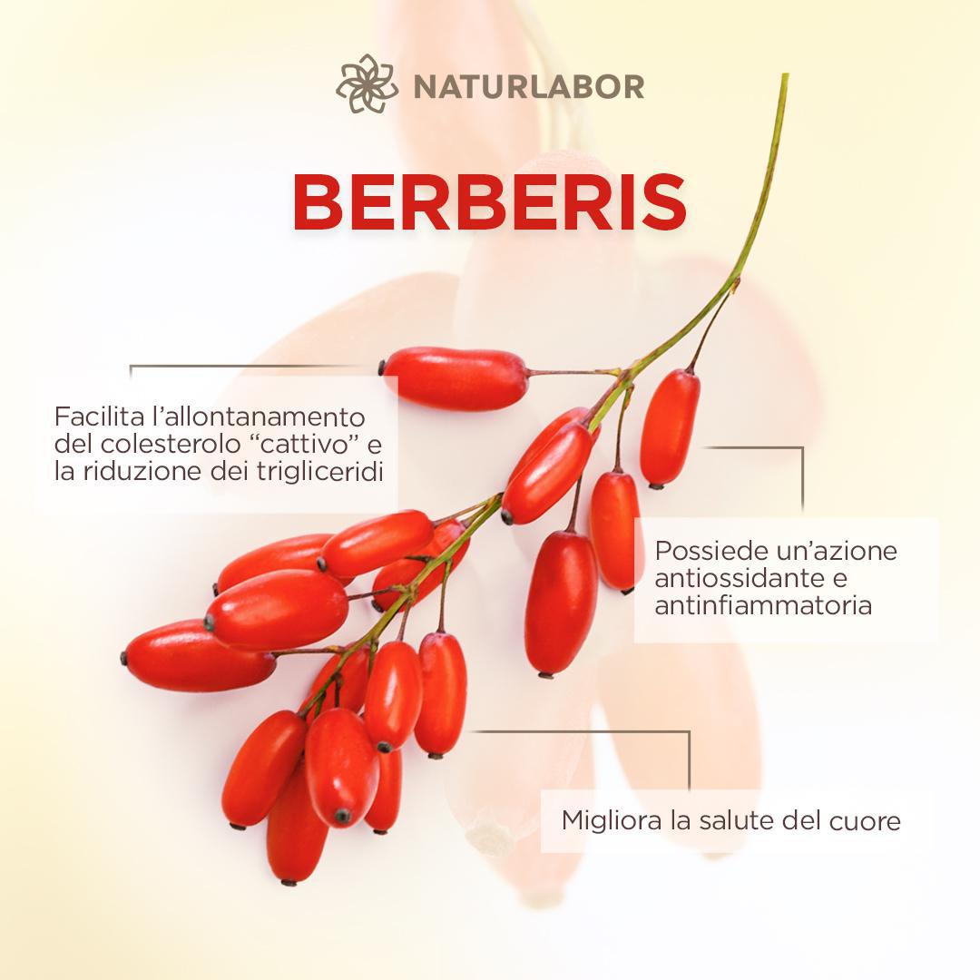 Berberis