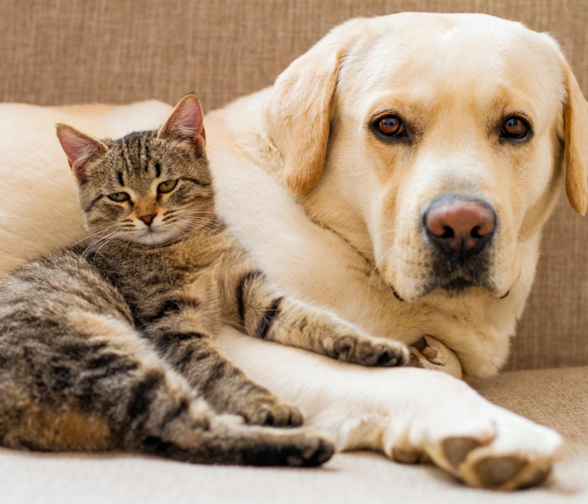 Reparto veterinario