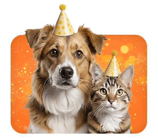 🐾 Rescue® PET e i consigli dell’esperto per le vacanze invernali 🐾 Rescue® PET e i consigli dell’esperto per le vacanze invernali