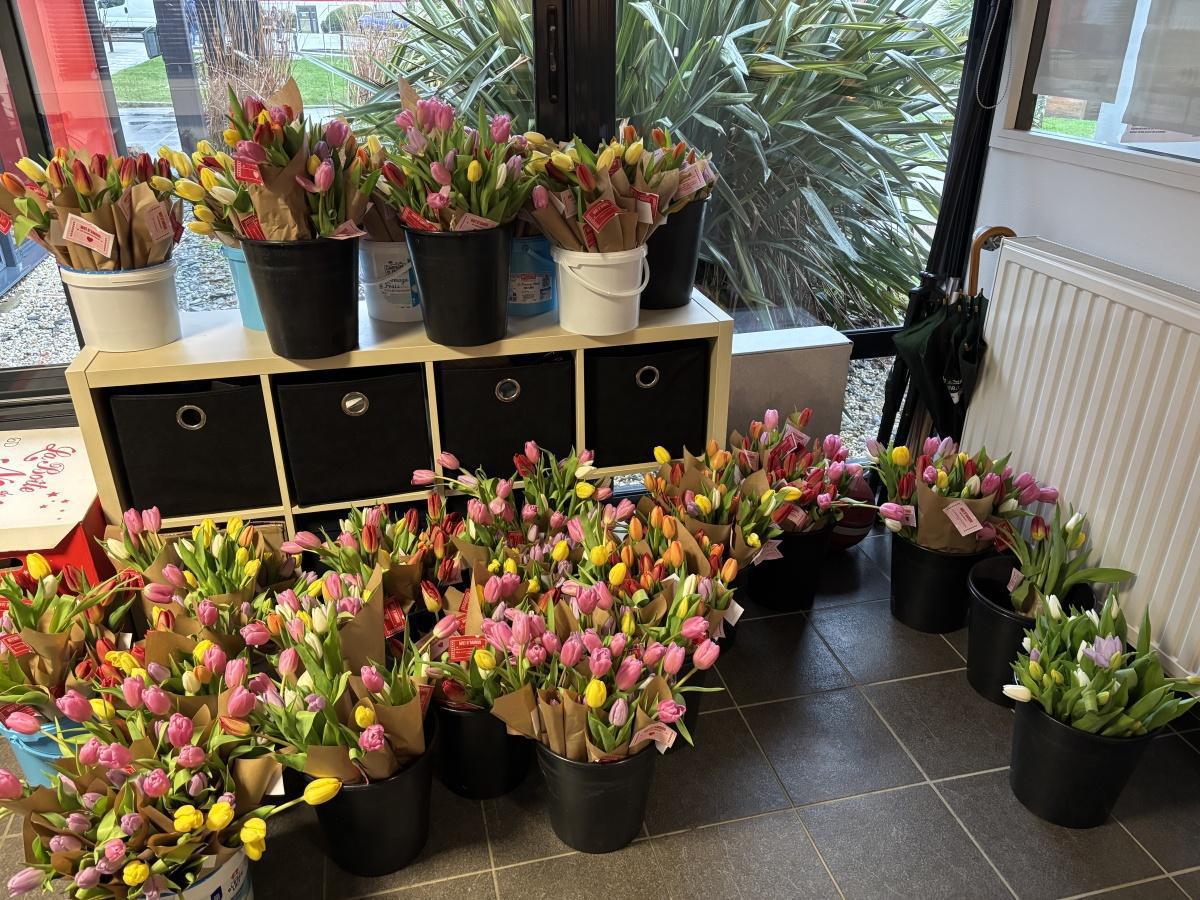 [CVL] Vente de tulipes pour la St-Valentin