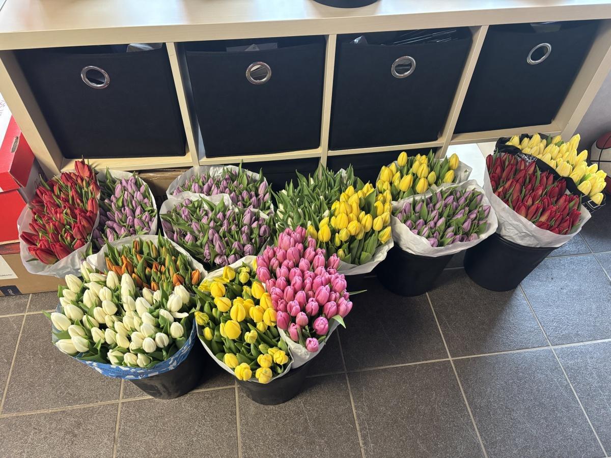 [CVL] Vente de tulipes pour la St-Valentin