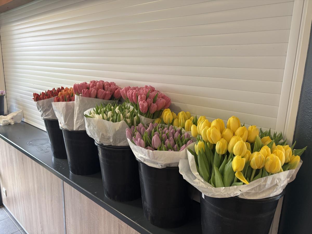 [CVL] Vente de tulipes pour la St-Valentin