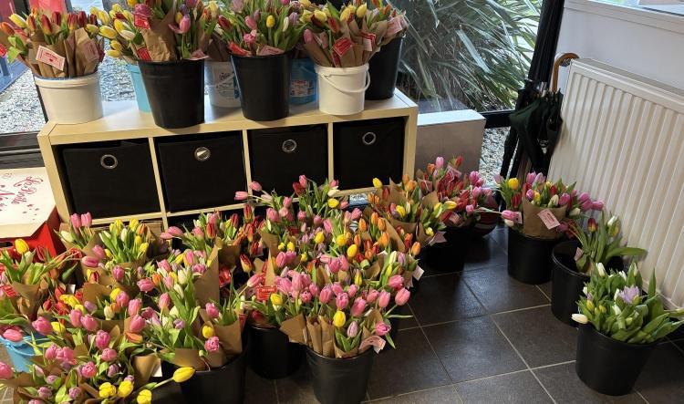 [CVL] Vente de tulipes pour la St-Valentin