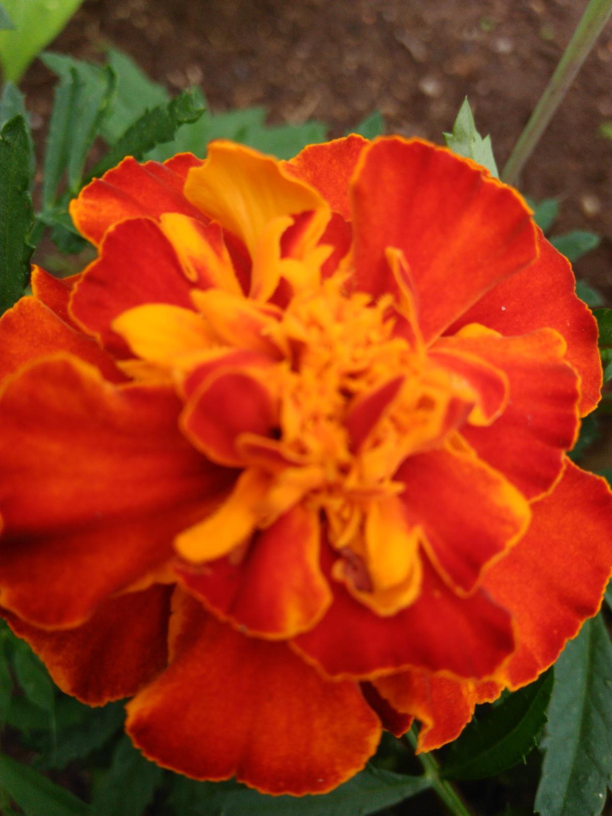 5. Om Ank Foa | recitado 5. Om Ank Foa | recitado