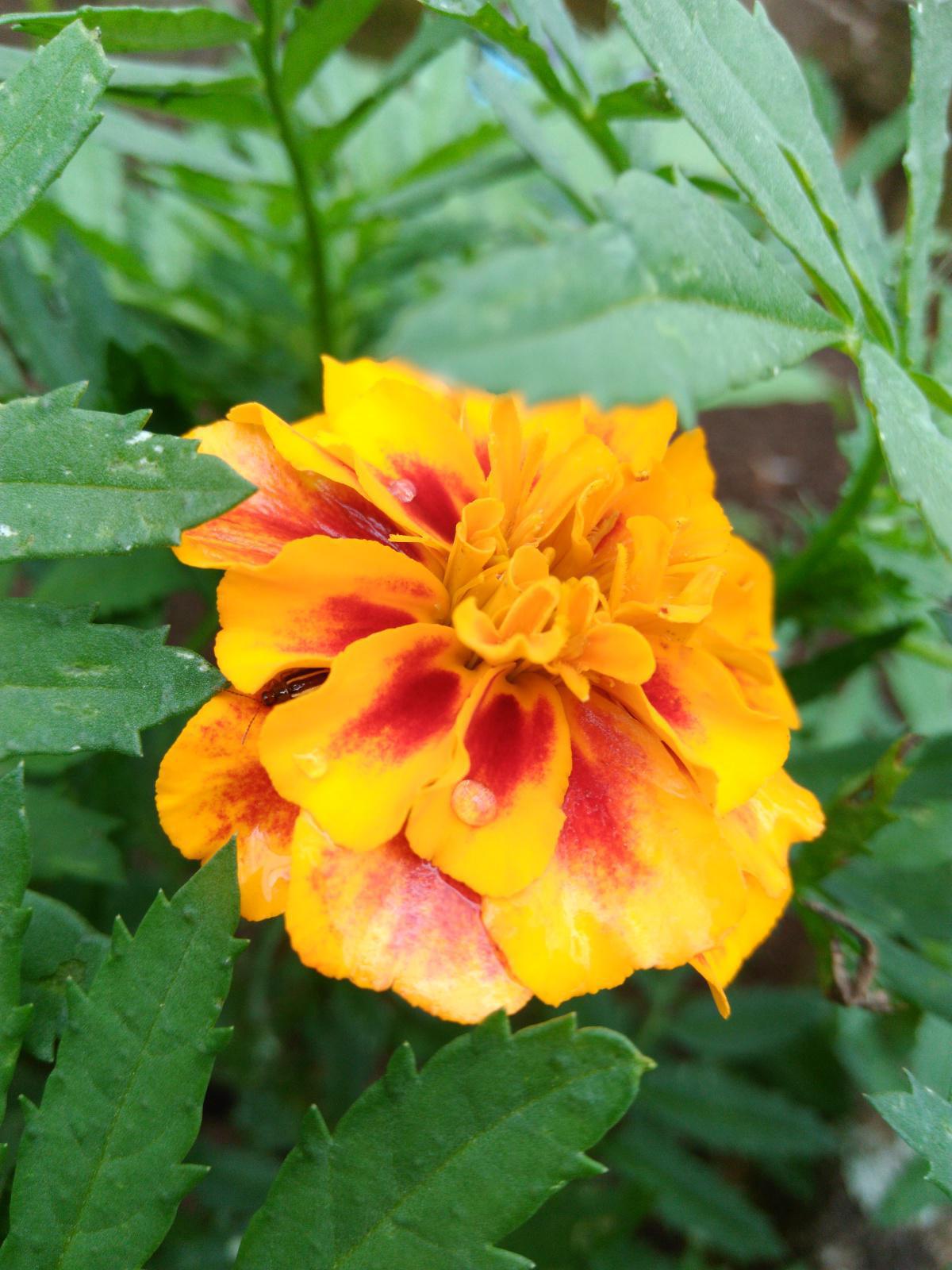 7-Om Ank Horushatum | recitado 7-Om Ank Horushatum | recitado