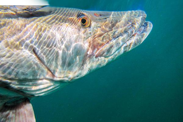 Total Package Trolling for Fall Musky Total Package Trolling for Fall Musky