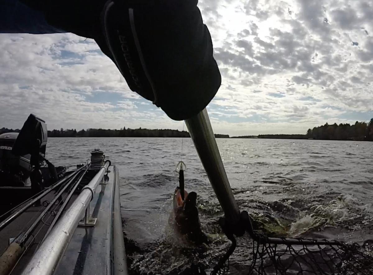 Trolling for Late-Season Muskies 