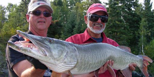 How to Beat Musky Pressure : Season Opener Strategy How to Beat Musky Pressure : Season Opener Strategy