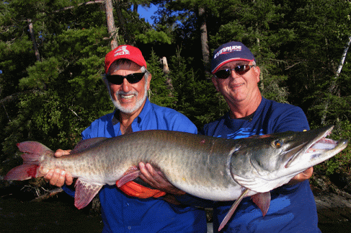 How to Beat Musky Pressure : Season Opener Strategy How to Beat Musky Pressure : Season Opener Strategy