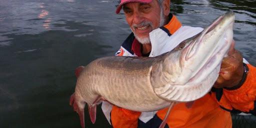 How to Beat Musky Pressure : Season Opener Strategy How to Beat Musky Pressure : Season Opener Strategy