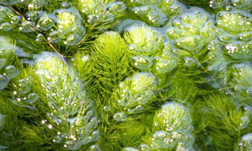 Musky Aquatic Vegetation Guide