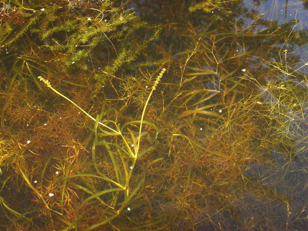 Musky Aquatic Vegetation Guide Musky Aquatic Vegetation Guide