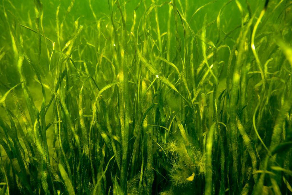 Musky Aquatic Vegetation Guide