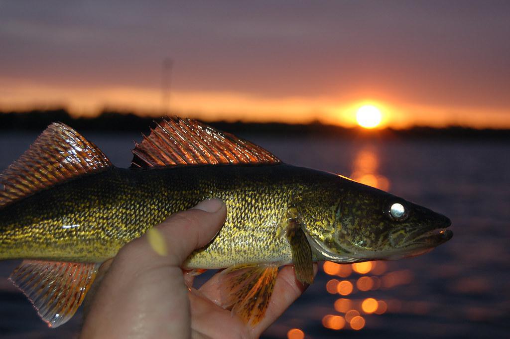 Light Penetration and the Muskies' Enviroment Light Penetration and the Muskies' Enviroment