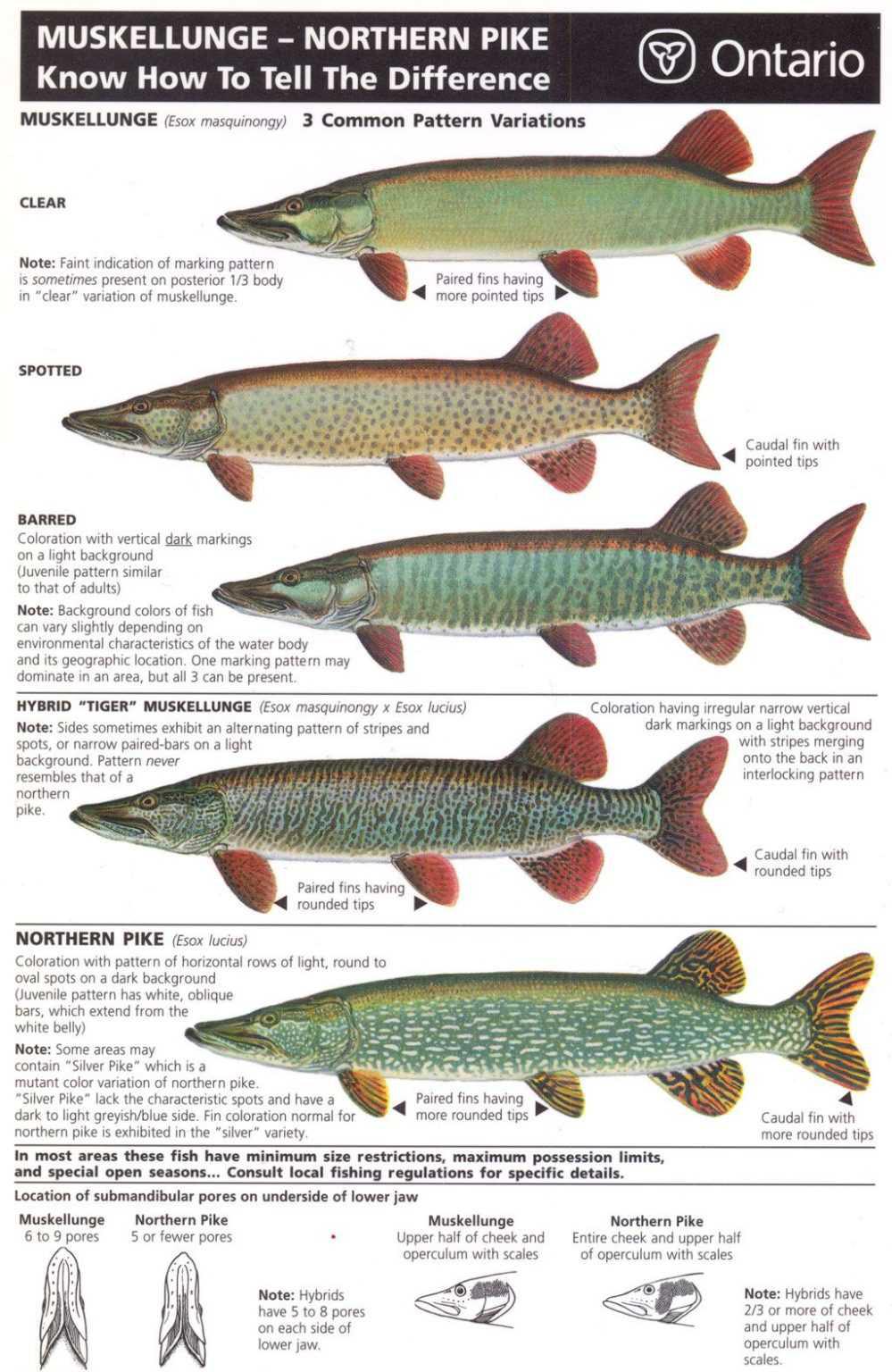 Musky ID | Musky, Pike or Tiger 