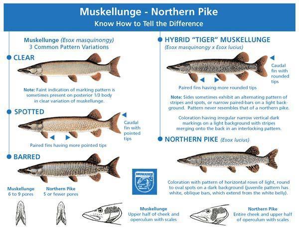 Musky ID | Musky, Pike or Tiger 