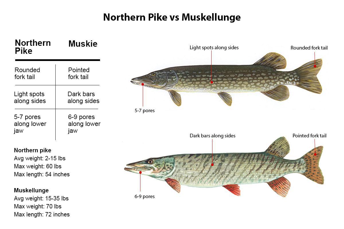 Musky ID | Musky, Pike or Tiger 