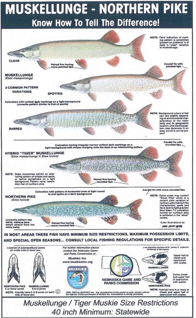 Musky ID | Musky, Pike or Tiger 