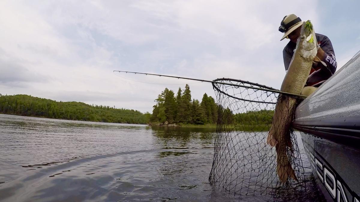 Execute The Perfect | Comeback When A Musky Follows, What Should I Do Next?