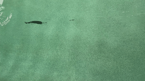 The Banshee Musky Crankbait | Hybrid Power Maximum Versatility The Banshee Musky Crankbait | Hybrid Power Maximum Versatility