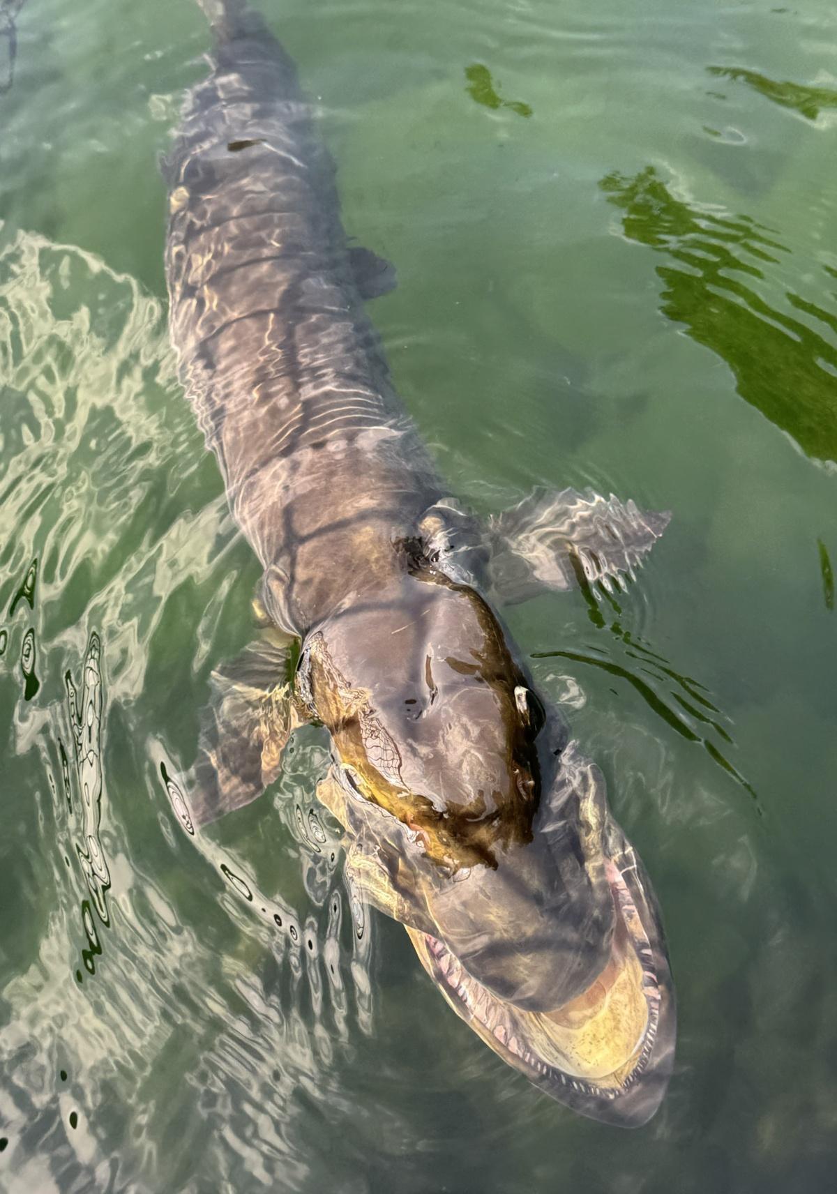 Deformed Muskies: Odd Looking Musky Faces Only a Mother Could Love 