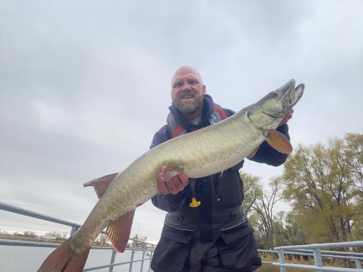 Walleye Kracken with white curly tail