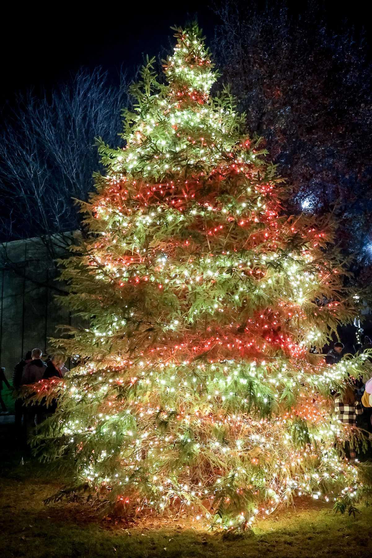 Farrell Ready To Deck The Halls Farrell Ready To Deck The Halls