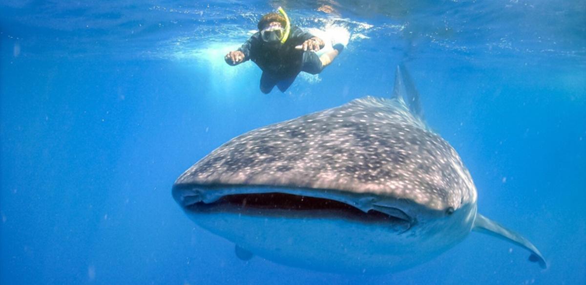 Marine Biology Trip to Mexico