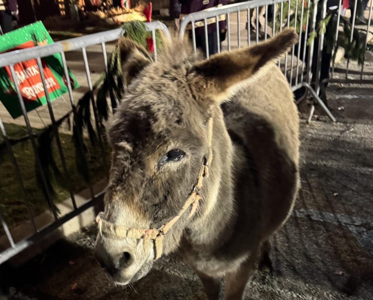 O Christmas Tree (Lighting)