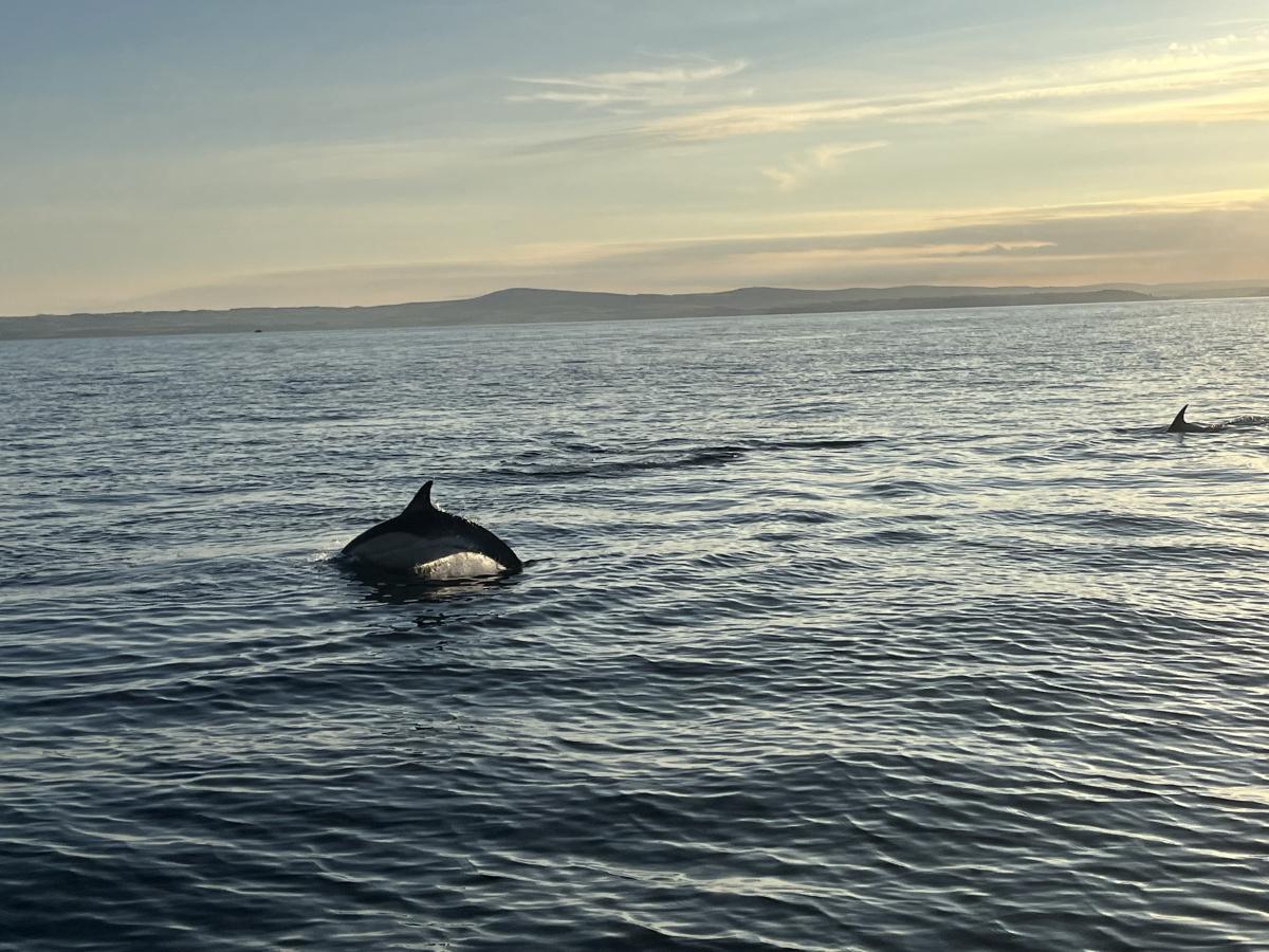 Sorties en mer & littoral