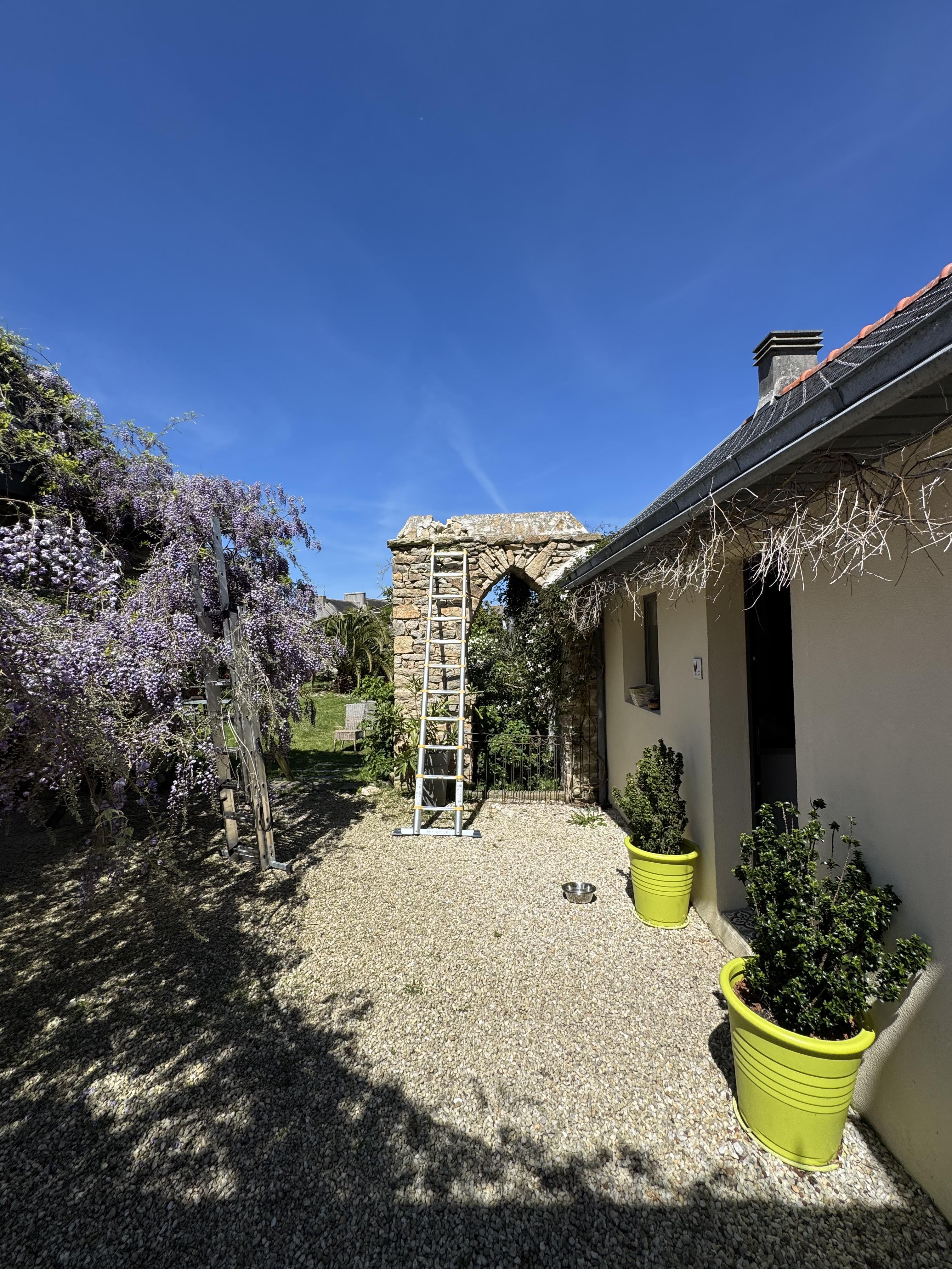 La glycine après la tempête 