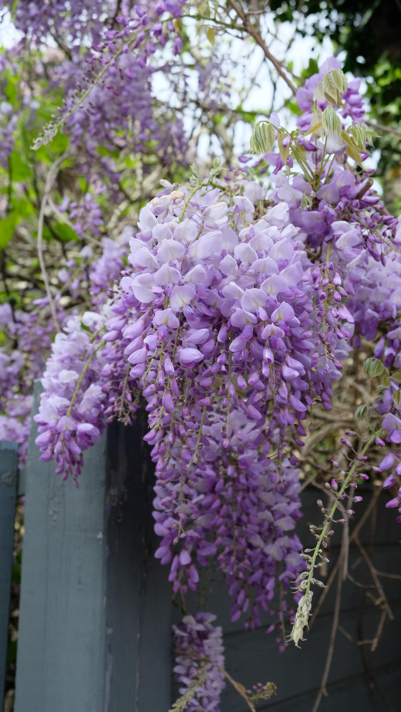 Glycine