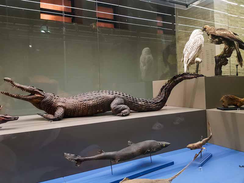 Museo de Ciencias Naturales