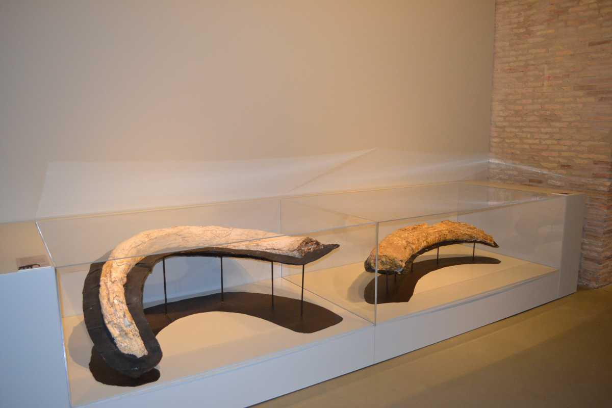 Museo de Ciencias Naturales Museo de Ciencias Naturales