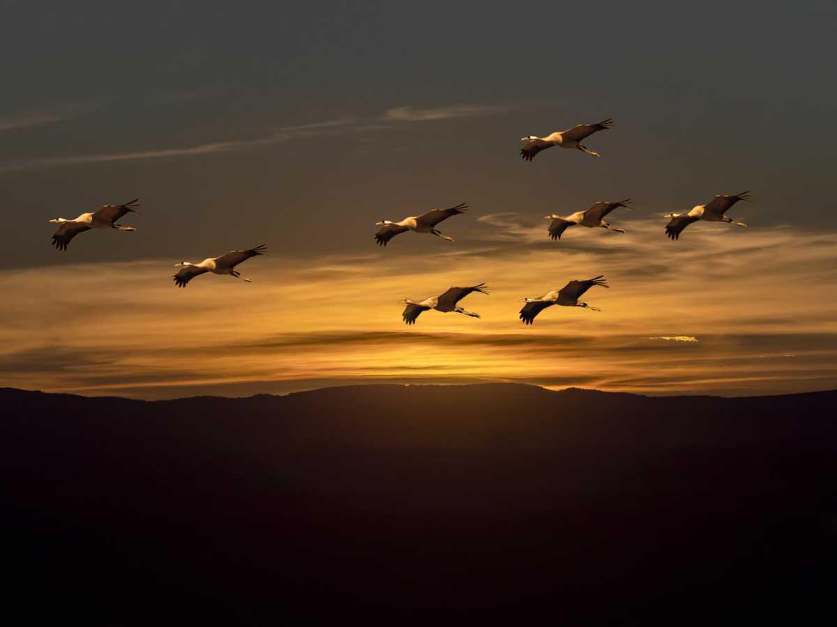 Miguel Sanz Miguel Sanz