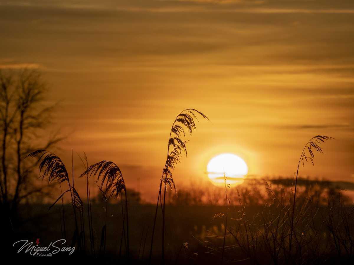 Miguel Sanz Miguel Sanz