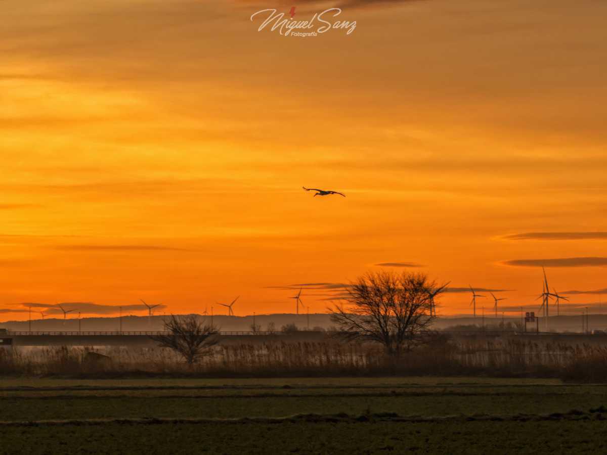 Miguel Sanz Miguel Sanz