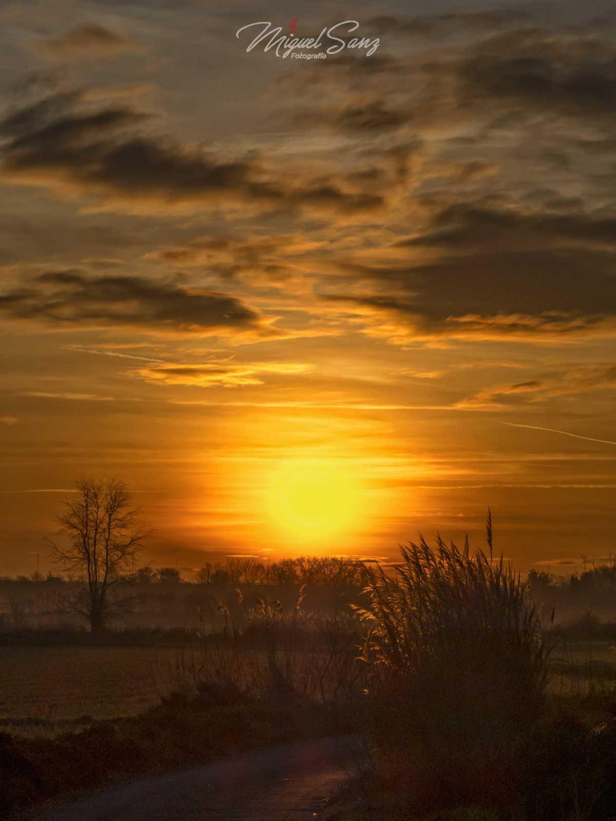 Miguel Sanz Miguel Sanz