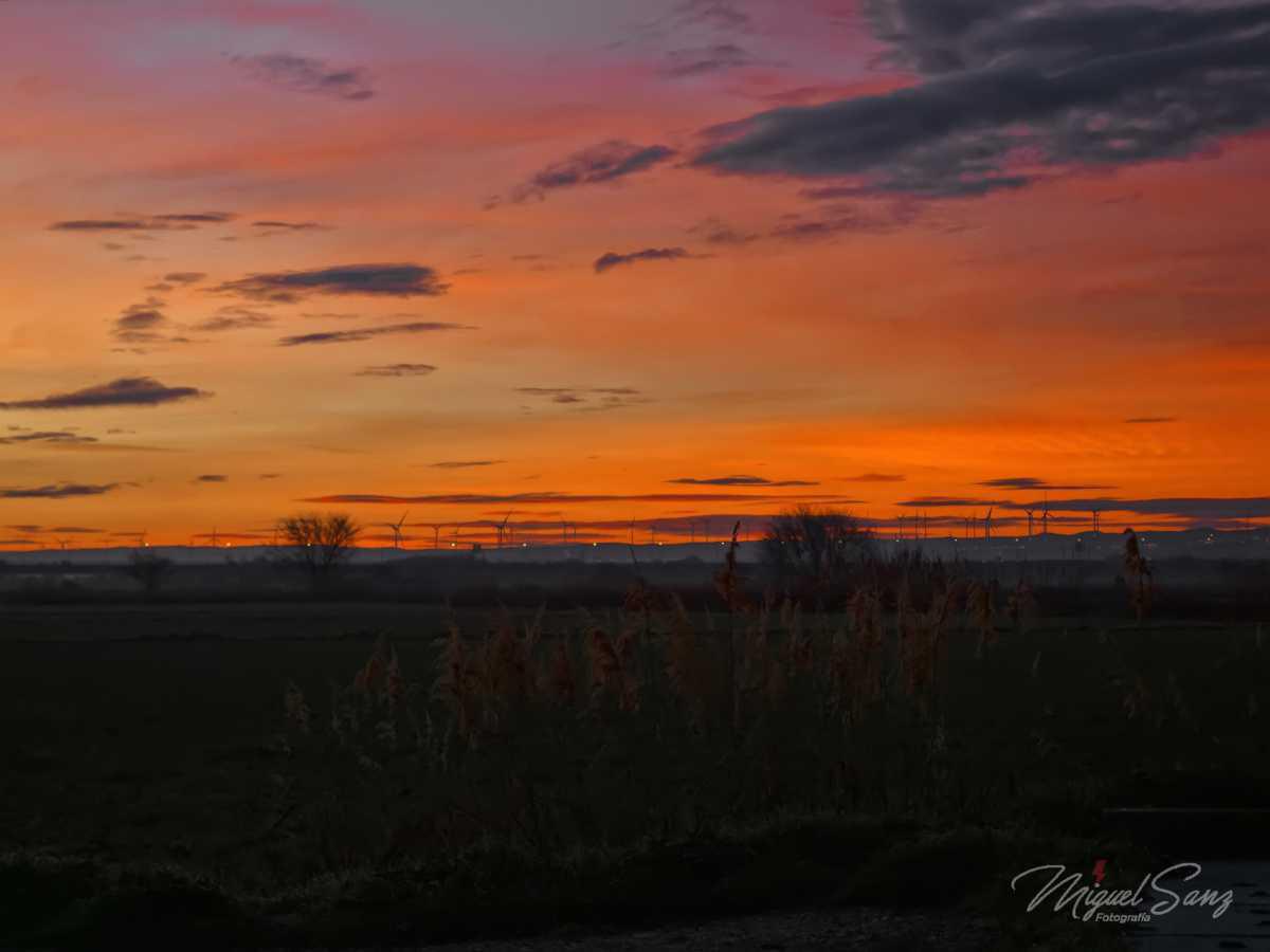 Miguel Sanz Miguel Sanz