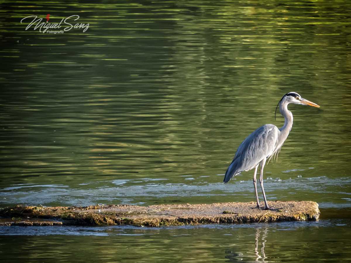 Miguel Sanz Miguel Sanz