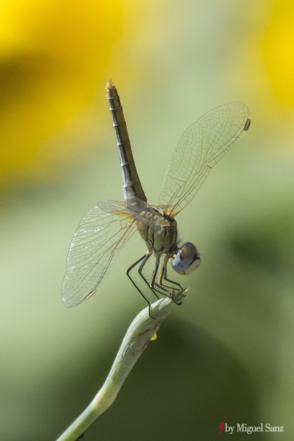 Miguel Sanz Miguel Sanz