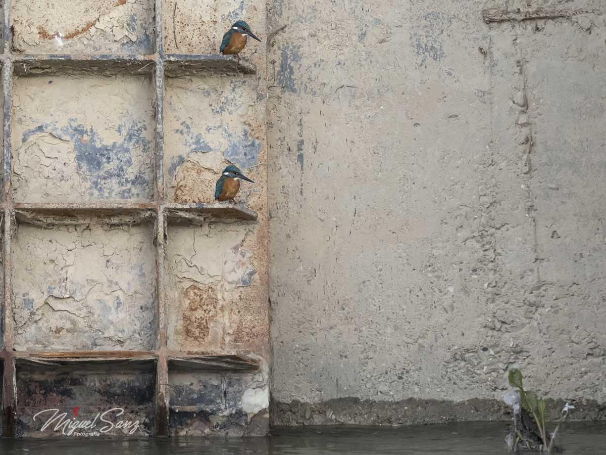 Miguel Sanz Miguel Sanz