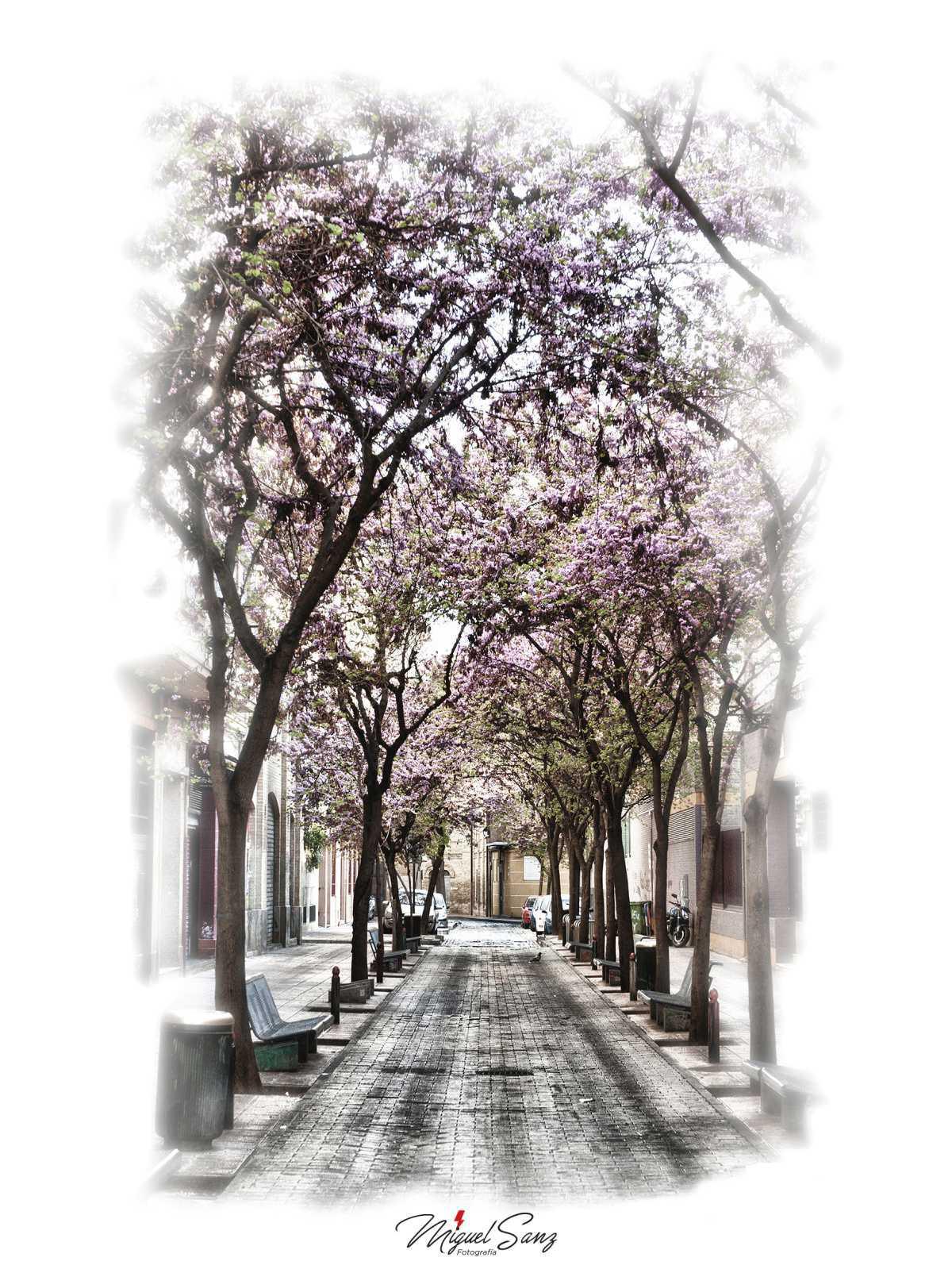 Miguel Sanz Miguel Sanz