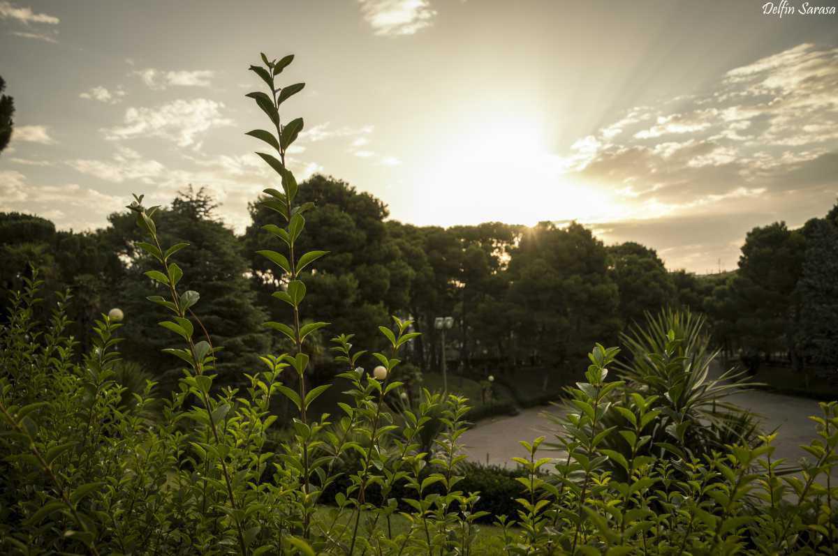 Delfín Sarasa Delfín Sarasa