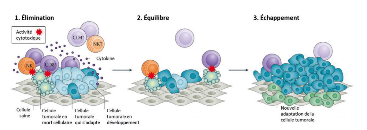 Le cancer, son développement Le cancer, son développement