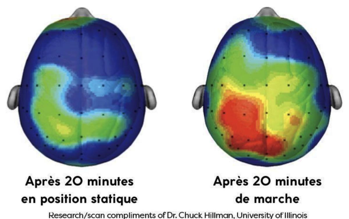 Marche et Activité Cérébrale Marche et Activité Cérébrale