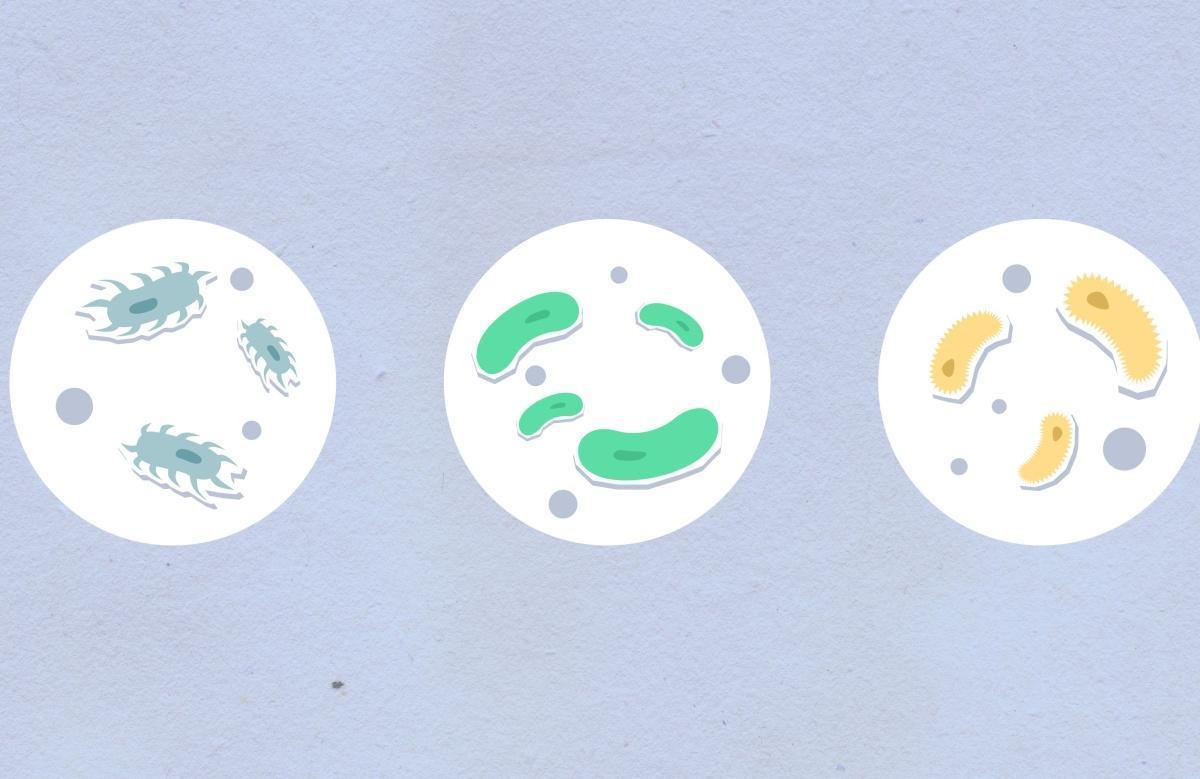 Un nouveau cancer sur huit dans le monde est attribuable à des infections, selon une étude majeure du CIRC