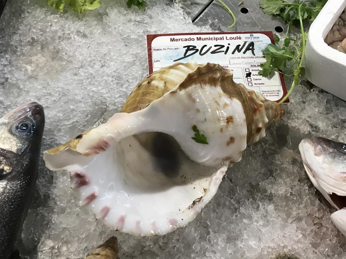 Búzio – Meeresschnecke