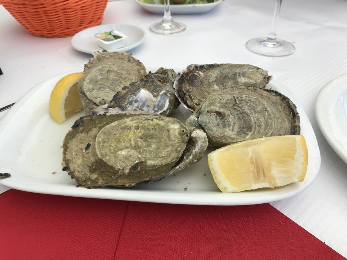 Ostra – Auster