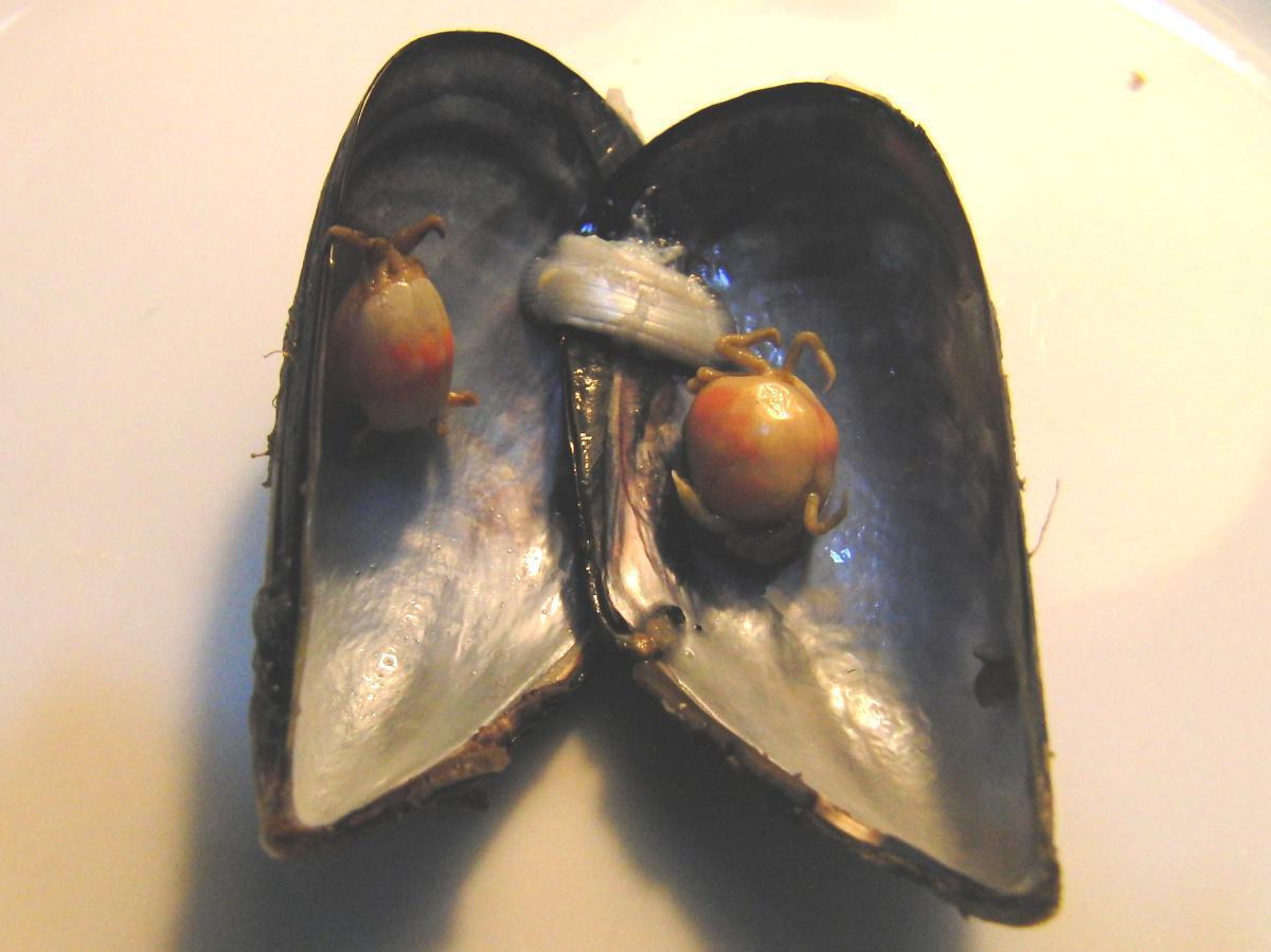 Mexilhão – Miesmuschel